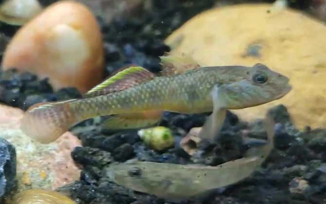 蝦虎魚